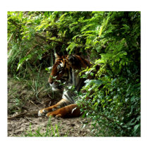 Tiger in the Bush posters