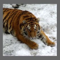 Tiger in the Snow posters