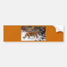 Tiger in the Snow Wild Cat Bumper Sticker