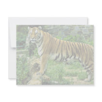 Tiger invitations by animalpark Tiger invitations