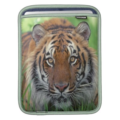 Tiger iPad Sleeve