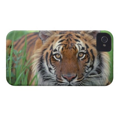 Tiger iPhone 4 Case-Mate Cases