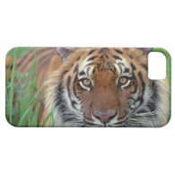 Tiger iPhone 5 Covers