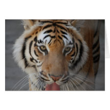 Tiger Kisses Greeting Card