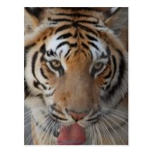 Tiger Kisses Postcard