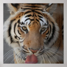 Tiger Kisses Poster