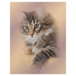 tiger kitten customized letterhead