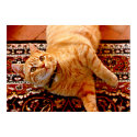 Tiger Kitty posters by dma847 Tiger Kitty posters