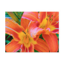 Tiger Lillies postcards