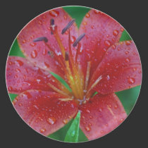 Tiger Lilly after the Rain plates