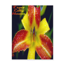 Tiger-lilly-bloom, postcard