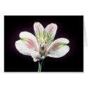 Tiger Lilly cards