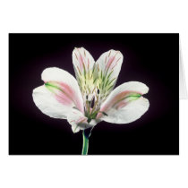 Tiger Lilly cards