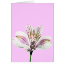 Tiger Lilly cards