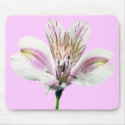 Tiger Lilly mousepads