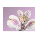 Tiger Lilly postcards