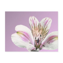 Tiger Lilly postcards