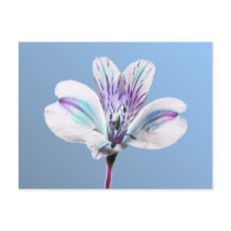 Tiger Lilly postcards