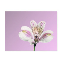 Tiger Lilly postcards by roimim Tiger Lilly postcards
