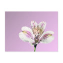 Tiger Lilly postcards