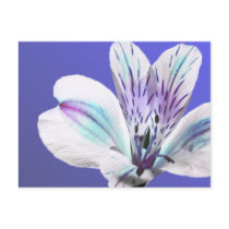 Tiger Lilly postcards