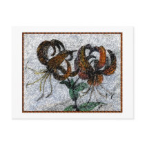 Tiger Lilly postcards