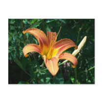 Tiger Lilly Postcard