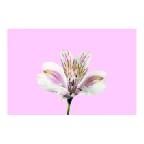 Tiger Lilly posters