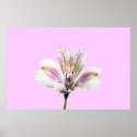 Tiger Lilly posters