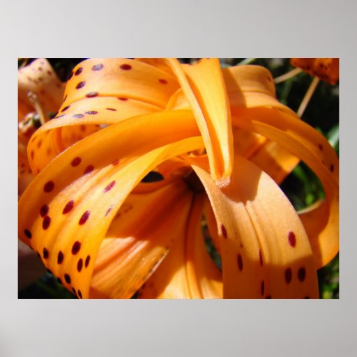TIGER LILY ART PRINT Master Gardener Gifts Artwork | Zazzle