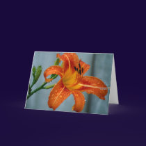 Tiger Lily
