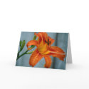 Tiger Lily cards