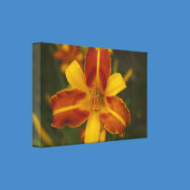 Tiger Lily canvas prints