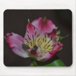 Tiger Lily Mouse Pad