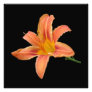 'Tiger Lily' Photographic Print
