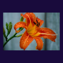 Tiger Lily