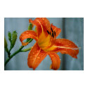 Tiger Lily posters
