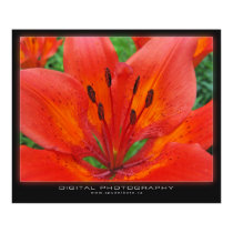 Tiger Lily posters