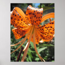 Tiger Lily Poster Print posters