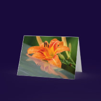 Tiger Lily Reflection