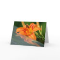 Tiger Lily Reflection cards