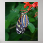 Tiger Longwing Art Print