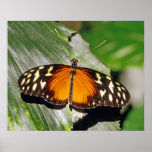 Tiger Longwing Butterfly Print