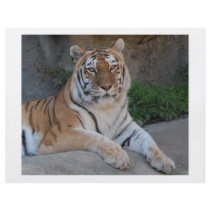 Tiger Love Custom Flyer