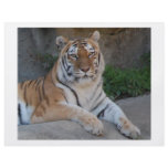 Tiger Love flyers