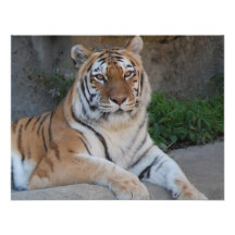 Tiger Love Invites