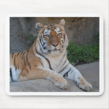 Tiger Love Mousepads