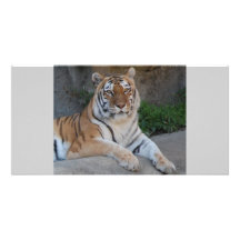 Tiger Love Photo Greeting Card