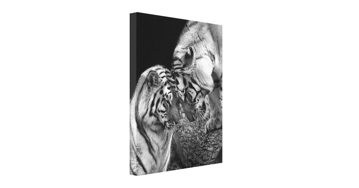 Tiger Love Photo on Canvas Wrap Zazzle