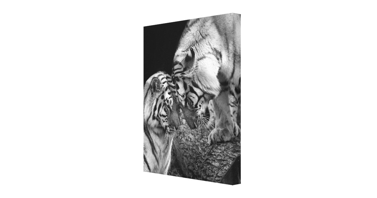 Tiger Love Photo on Canvas Wrap Zazzle